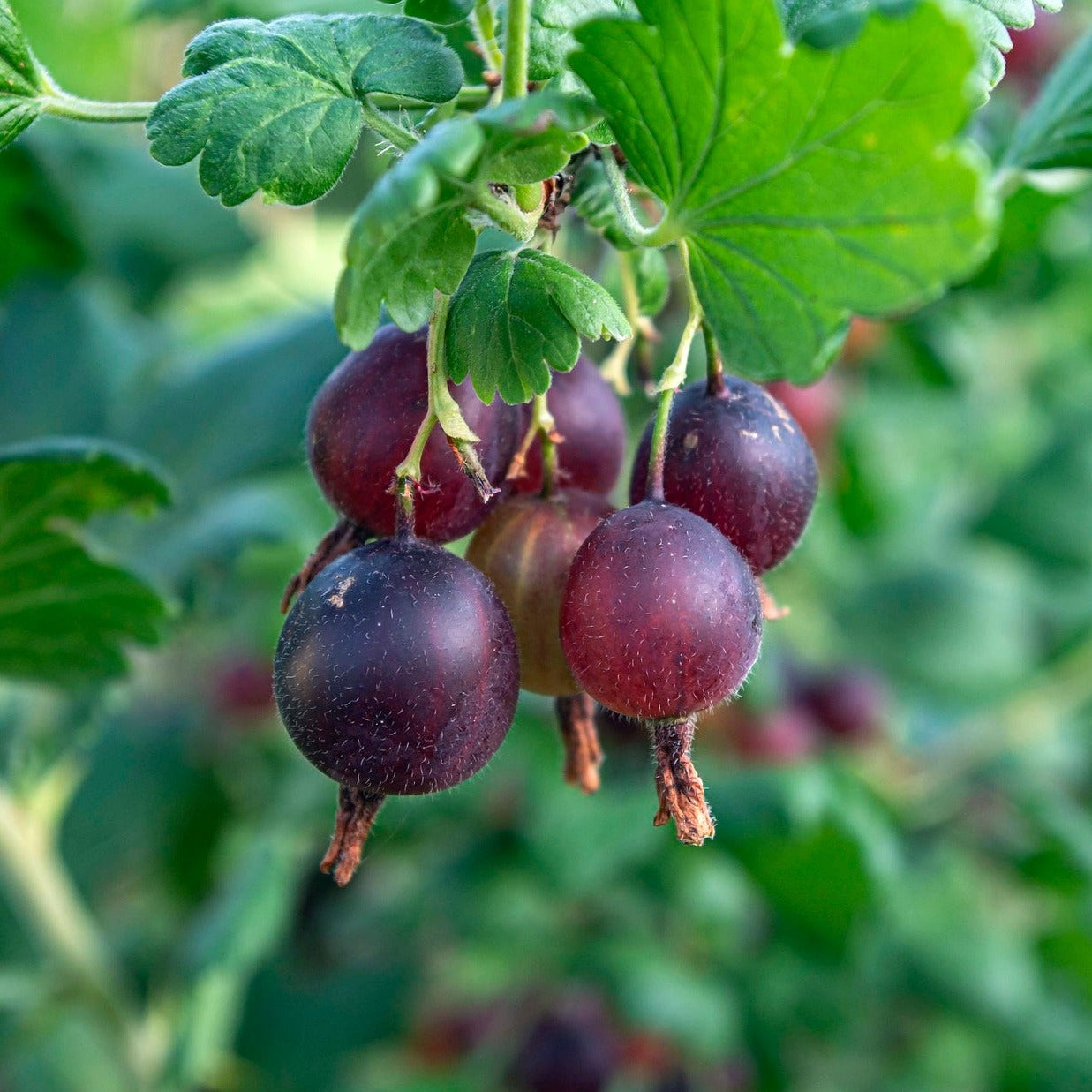 Red Jostaberry (rooted)