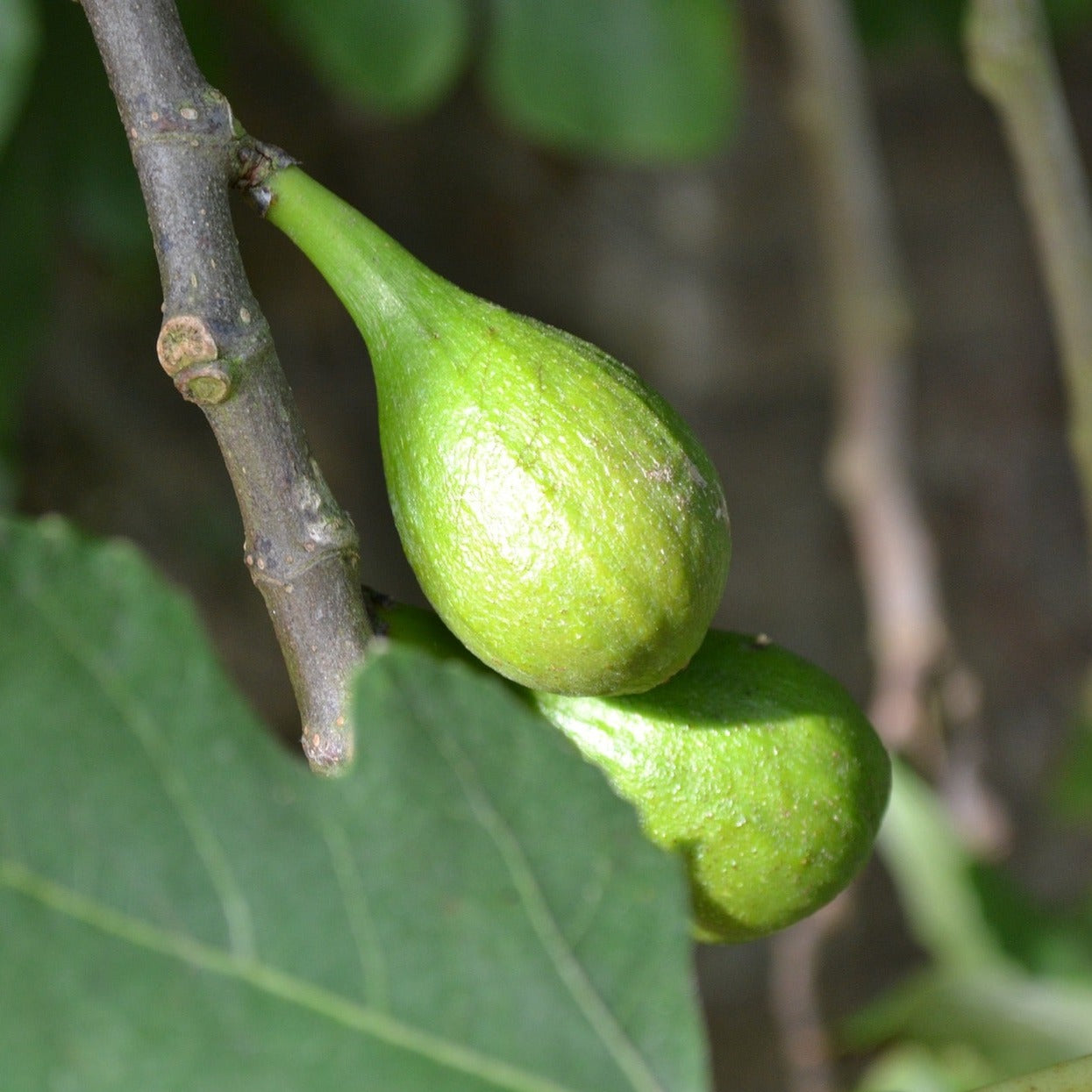 Sagasser Fig (rooted) – The American Fig Company