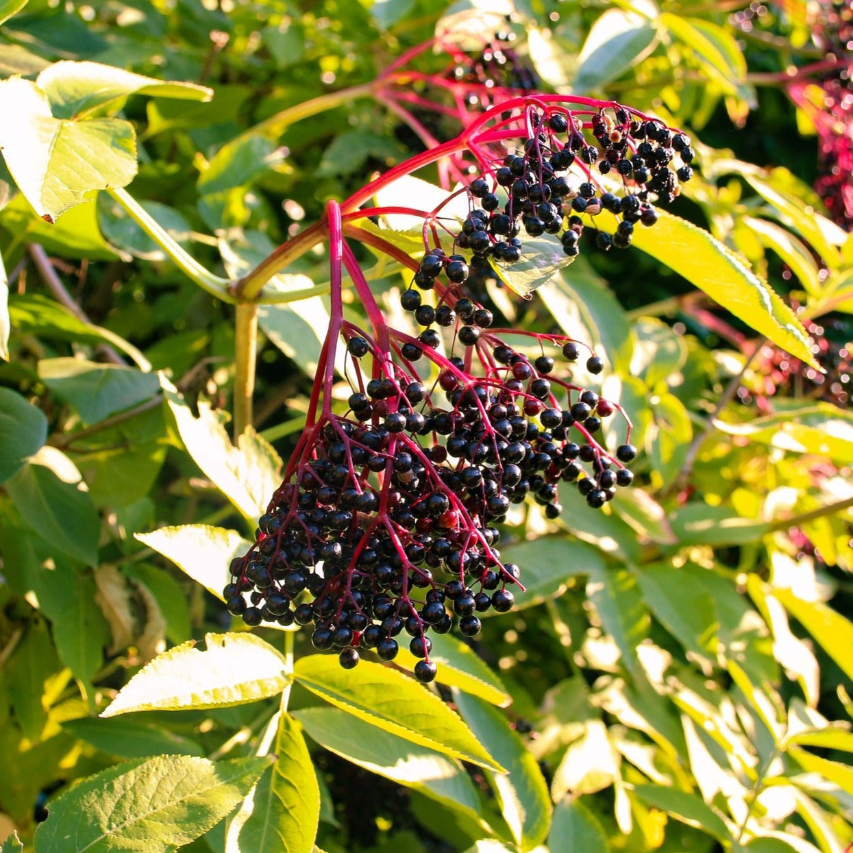 Samyl Elderberry