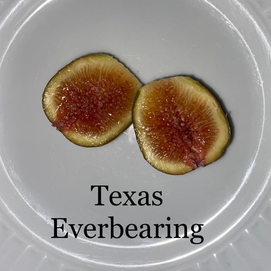 Texas Everbearing (Rooted)