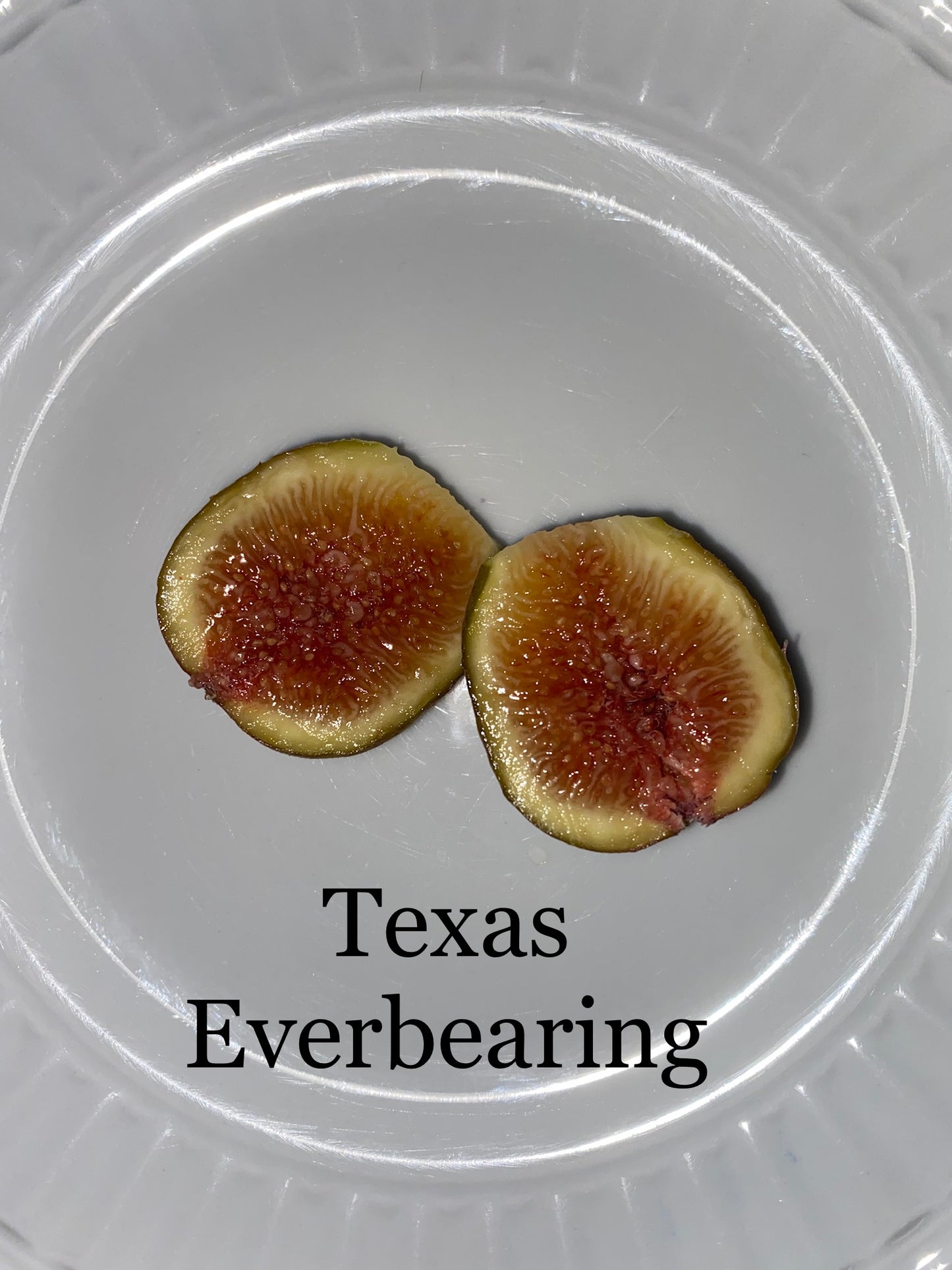 Texas Everbearing (cuttings)