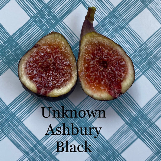 Unknown Ashbury Black (cuttings)
