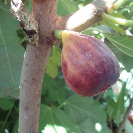 Red Italian (rooted) - The American Fig Company