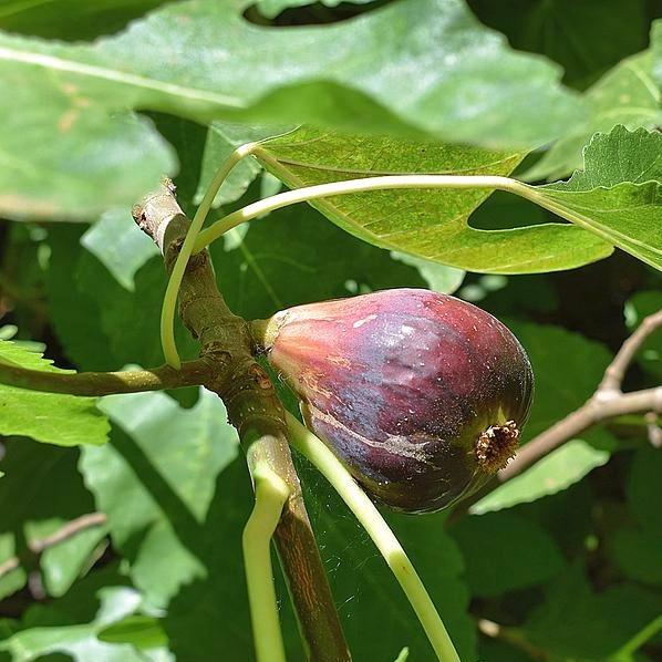 LSU Purple (rooted) – The American Fig Company