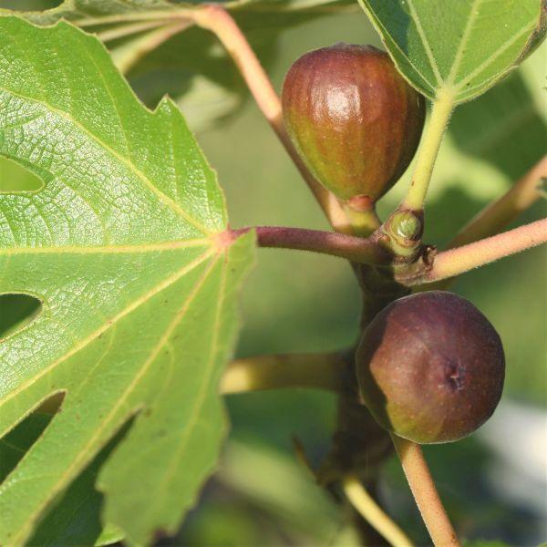 6 Fig Variety Pack - The American Fig Company