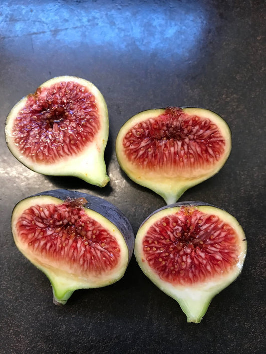 Black Madeira (rooted) - The American Fig Company