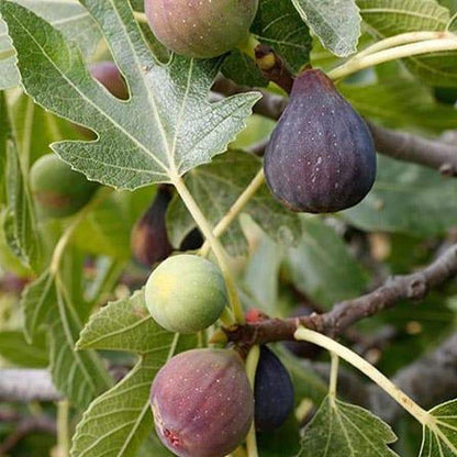 6 Fig Variety Pack - The American Fig Company