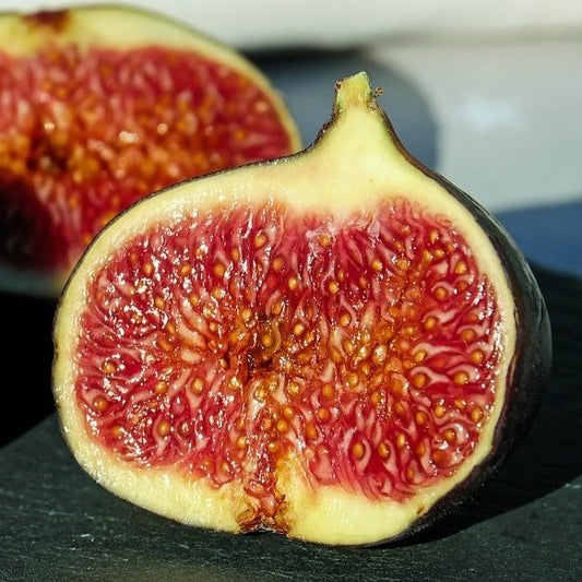 Chicago Hardy (rooted) - The American Fig Company