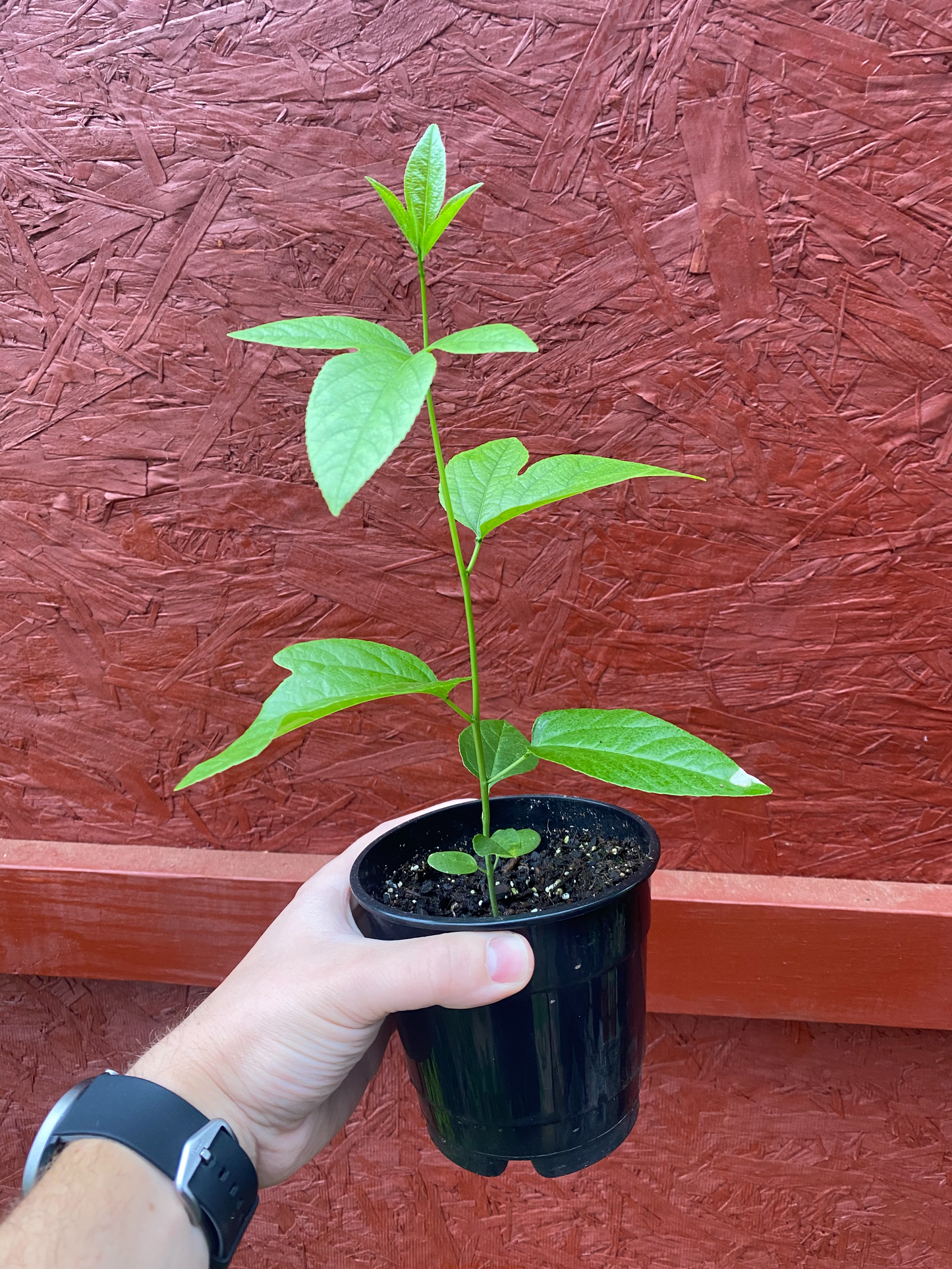 Hardy Passion Fruit (Maypop)