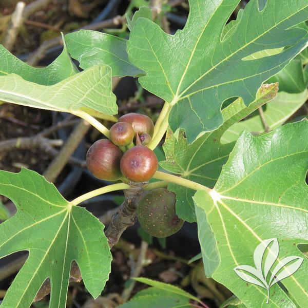 6 Fig Variety Pack - The American Fig Company