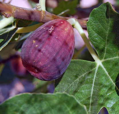 LSU Purple (rooted) - The American Fig Company