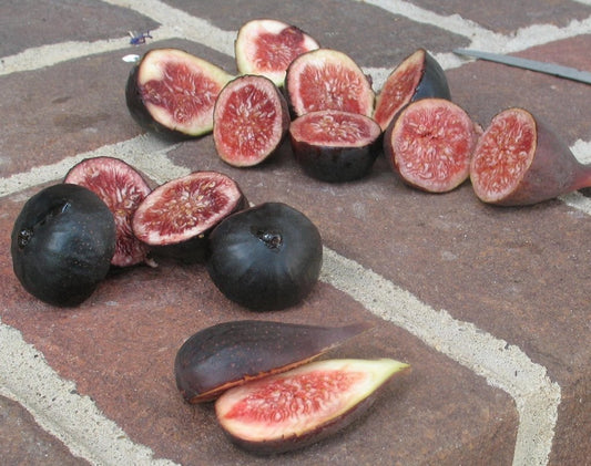 Nero 600M (rooted) - The American Fig Company