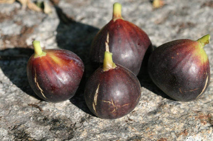 Ronde De Bordeaux (rooted) - The American Fig Company