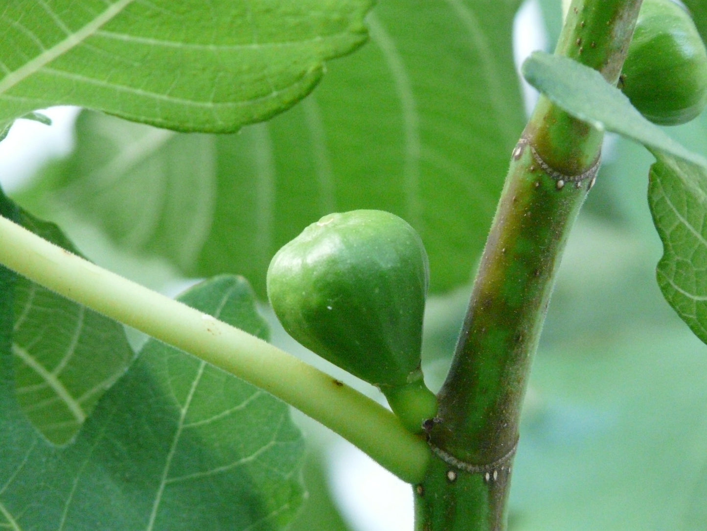 Brown Turkey (Cuttings)