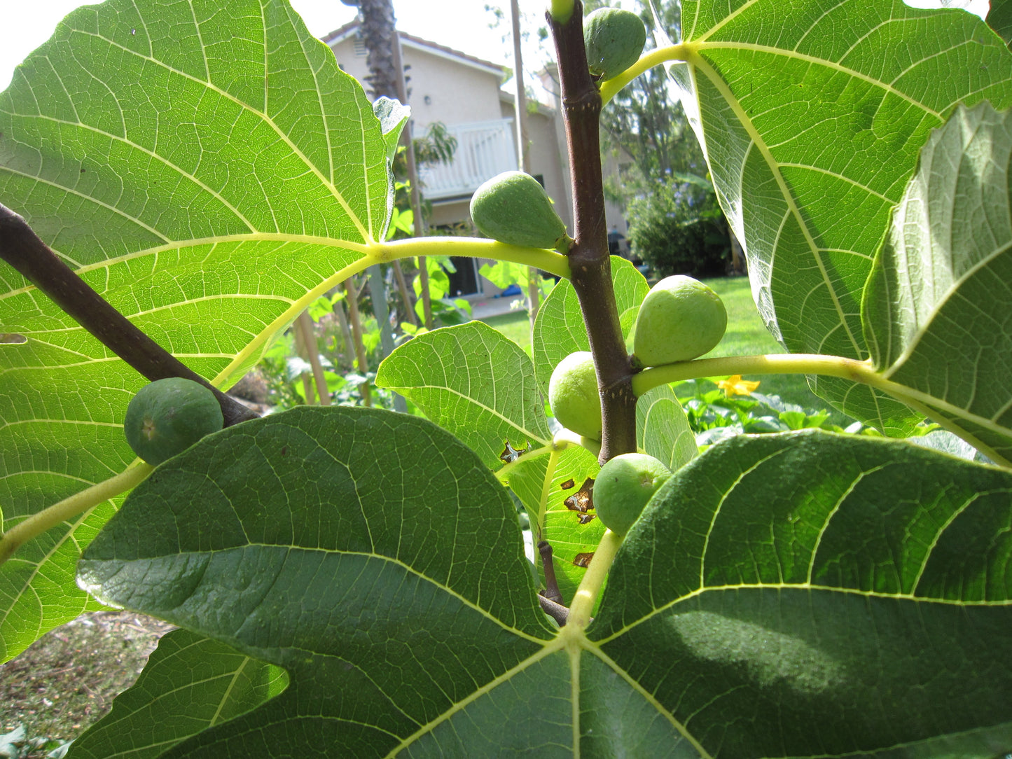 Sweet Diana (rooted) - The American Fig Company