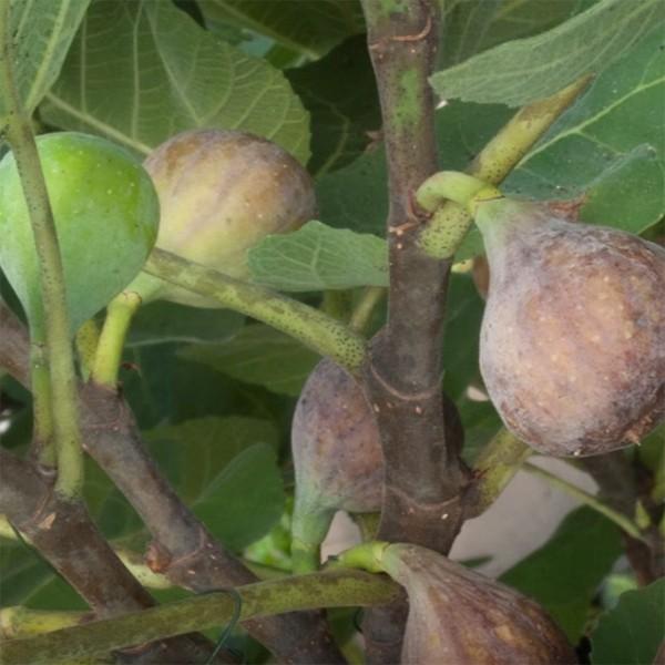 6 Fig Variety Pack - The American Fig Company