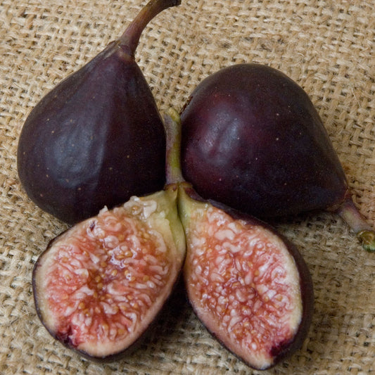 Violet De Bordeaux (rooted) - The American Fig Company